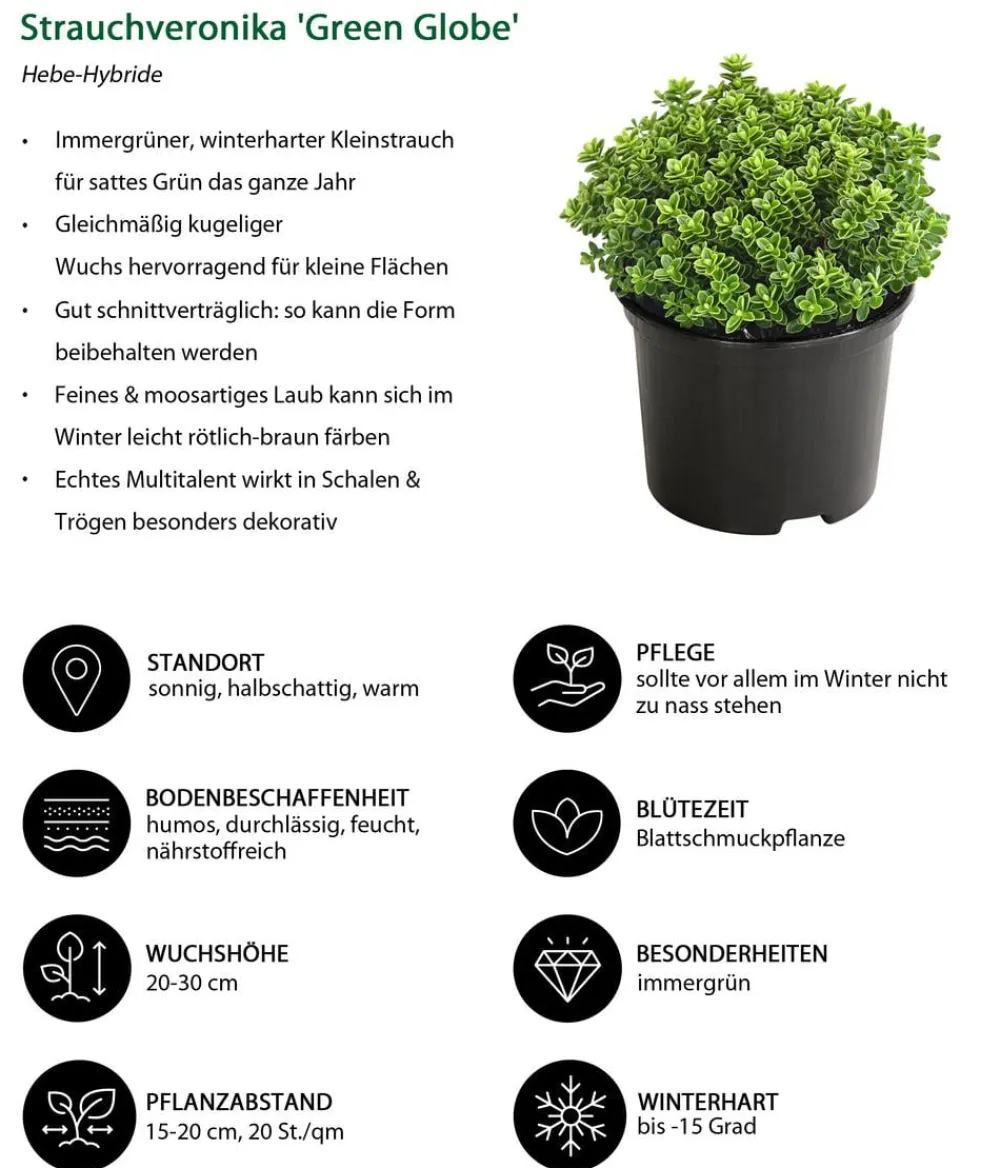 Dehner Strauchveronika 'Green Globe' Grün Sale