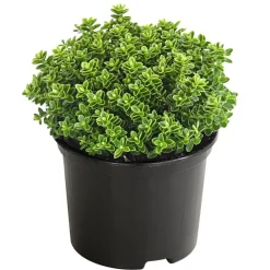 Dehner Strauchveronika 'Green Globe' Grün Sale