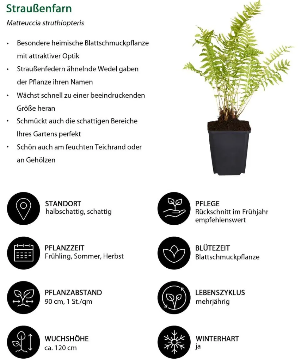 Dehner Blatt- & Schattenstauden > Straußenfarn