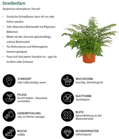 Dehner Streifenfarn - Asplenium dimorphum 'Parvati' Dunkelgrün Discount