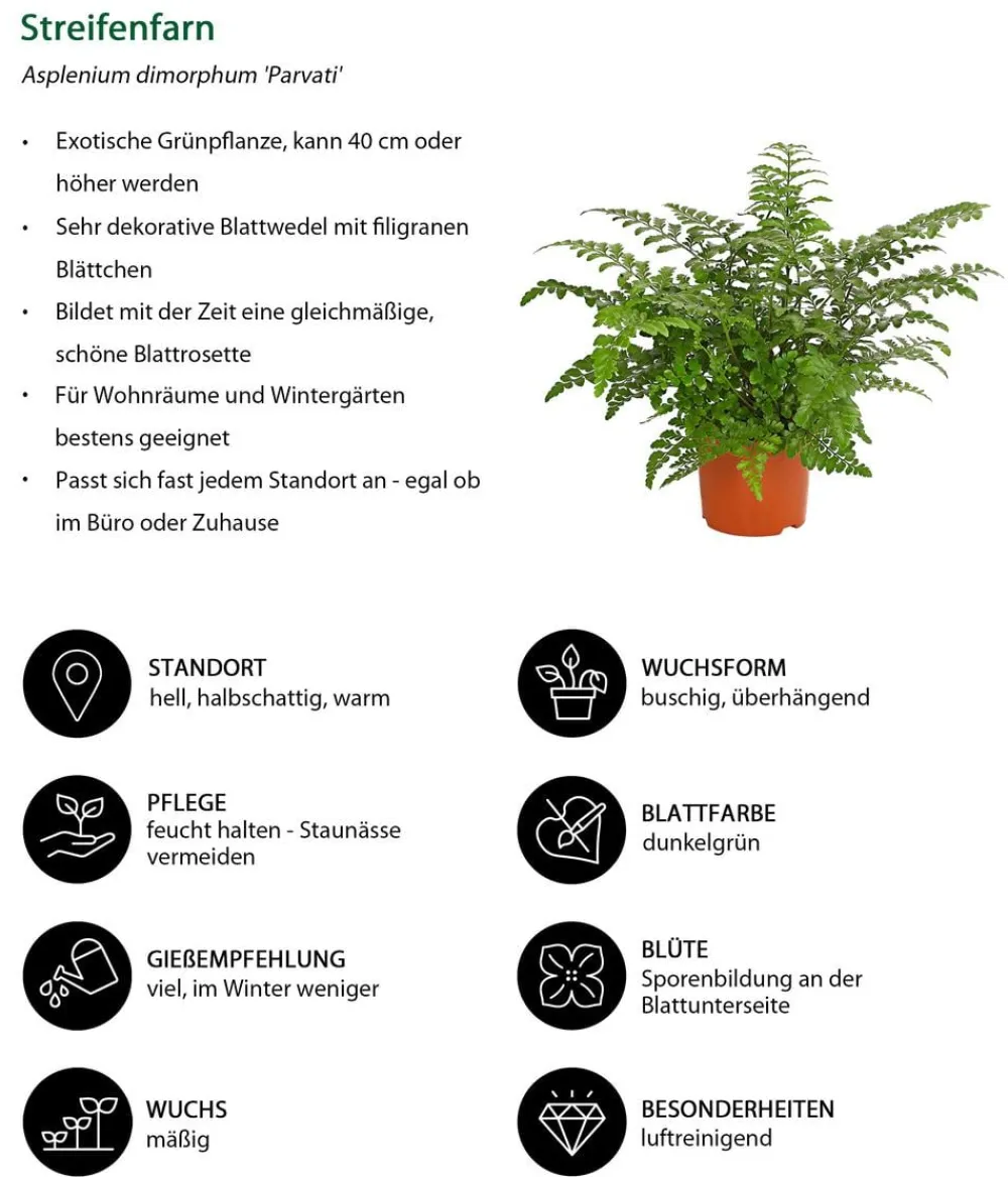 Dehner Streifenfarn - Asplenium dimorphum 'Parvati' Dunkelgrün Discount