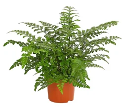 Dehner Streifenfarn - Asplenium dimorphum 'Parvati' Dunkelgrün Discount