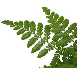 Dehner Streifenfarn - Asplenium dimorphum 'Parvati' Dunkelgrün Discount