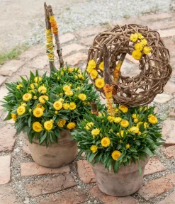 Dehner Strohblume, Gelb Outlet