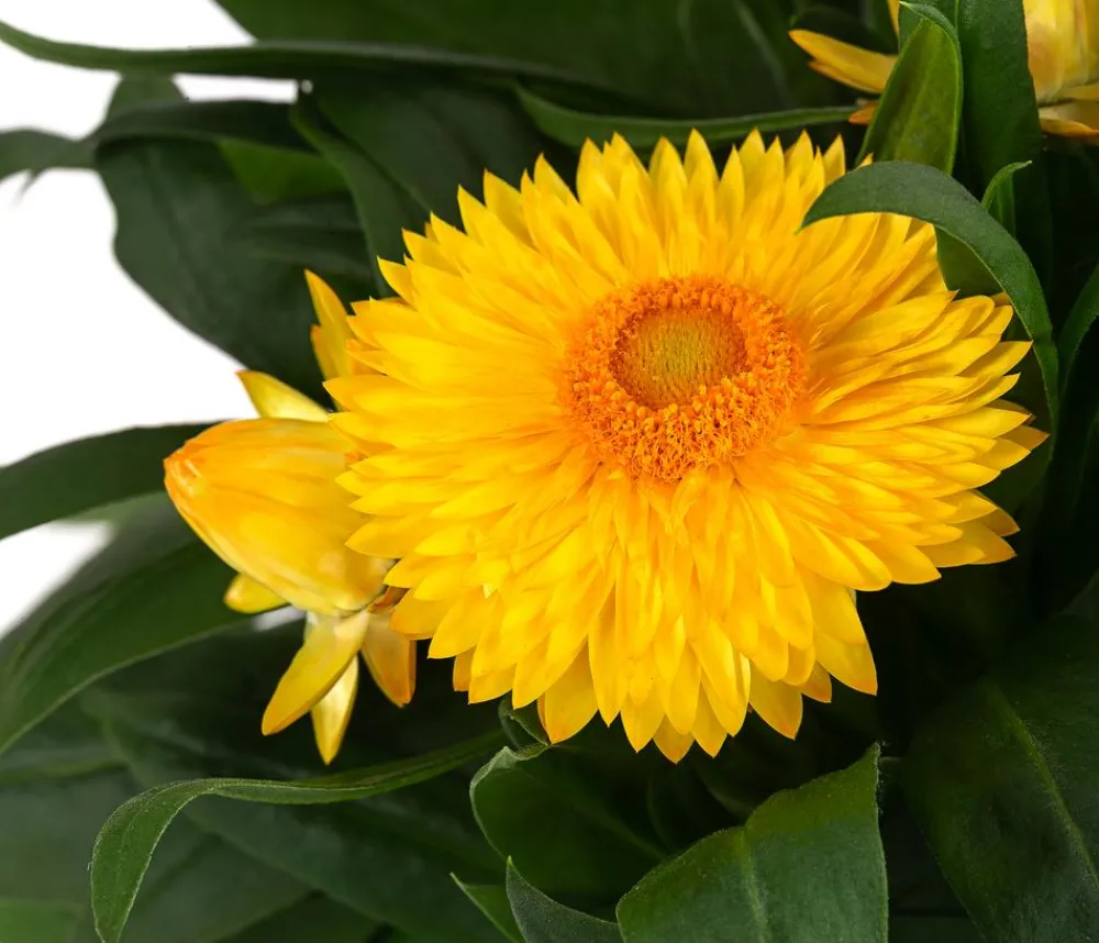Dehner Strohblume, Gelb Outlet
