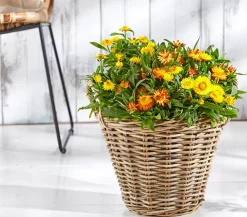 Dehner Strohblume, Gelb Outlet