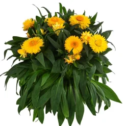 Dehner Strohblume, Gelb Outlet