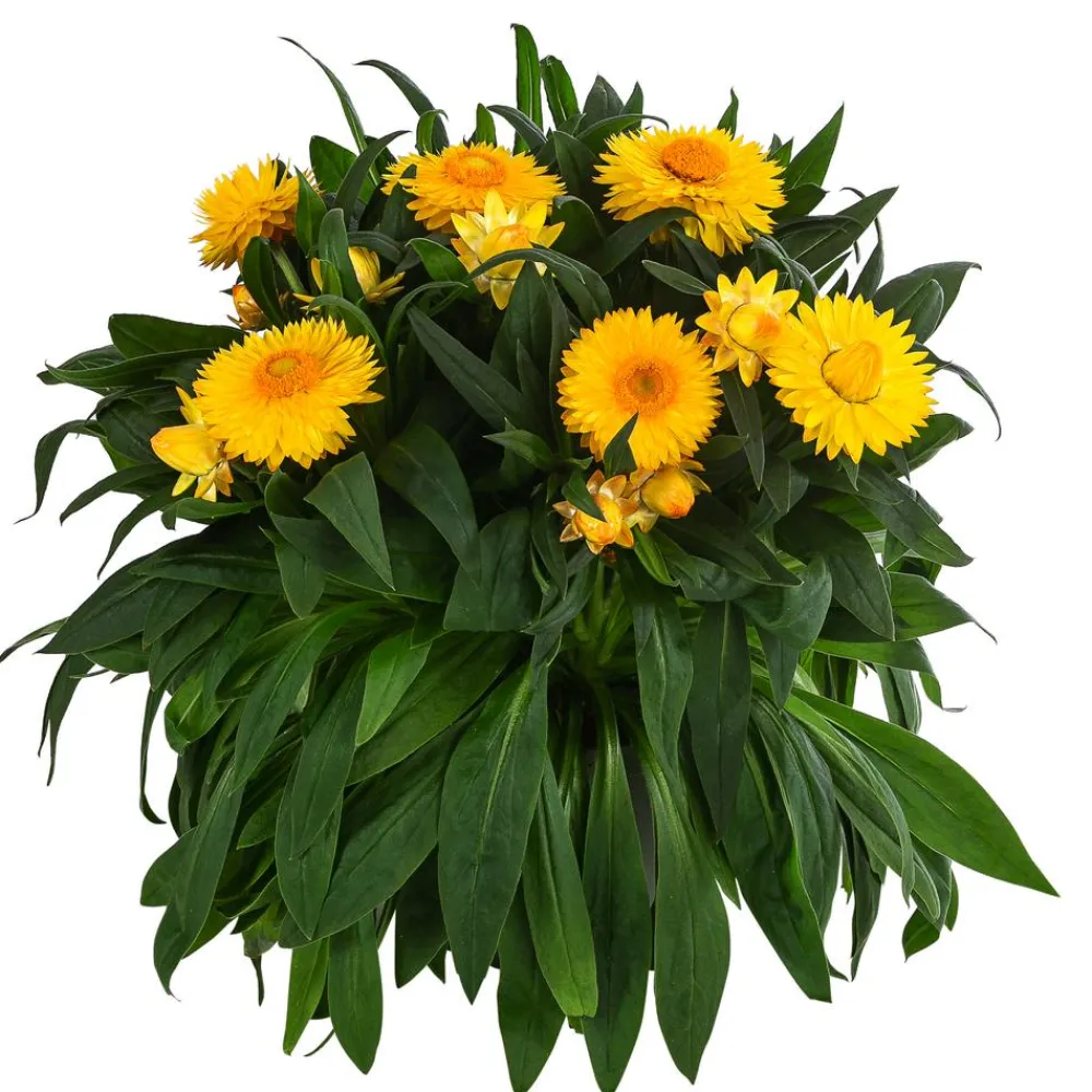 Dehner Strohblume, Gelb Outlet