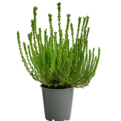 Garden Girls Grabschmuck & Grabgestaltung > Struktur-Knospenheide, verschiedene Sorten