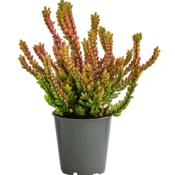 Garden Girls Grabschmuck & Grabgestaltung > Struktur-Knospenheide, verschiedene Sorten