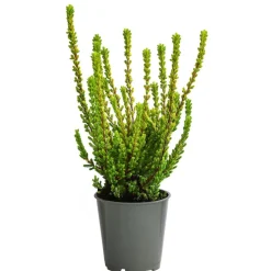 Garden Girls Grabschmuck & Grabgestaltung > Struktur-Knospenheide, verschiedene Sorten