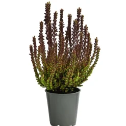 Garden Girls Grabschmuck & Grabgestaltung > Struktur-Knospenheide, verschiedene Sorten