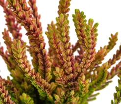 Garden Girls Grabschmuck & Grabgestaltung > Struktur-Knospenheide, verschiedene Sorten
