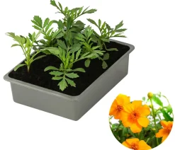 Dehner Sommerblumen - Studentenblume, 6er Schale