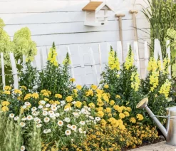 Dehner Sommerblumen - Studentenblume 'Gold Medal' Gelb