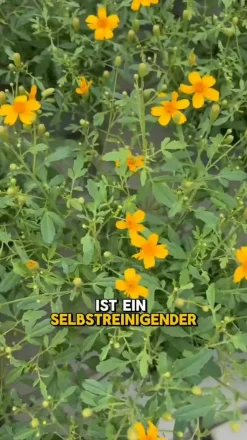 Dehner Sommerblumen - Studentenblume 'Gold Medal' Gelb