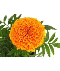 Dehner Studentenblume, großblumig, verschiedene Farben New