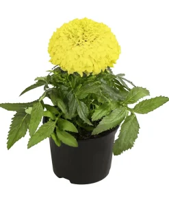 Dehner Studentenblume, großblumig, verschiedene Farben New