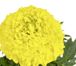 Dehner Studentenblume, großblumig, verschiedene Farben New