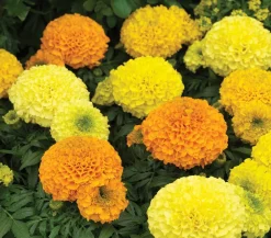 Dehner Studentenblume, großblumig, verschiedene Farben New