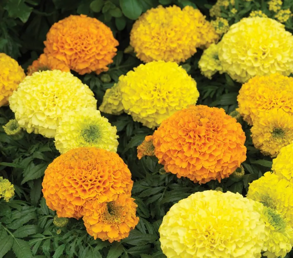 Dehner Studentenblume, großblumig, verschiedene Farben New