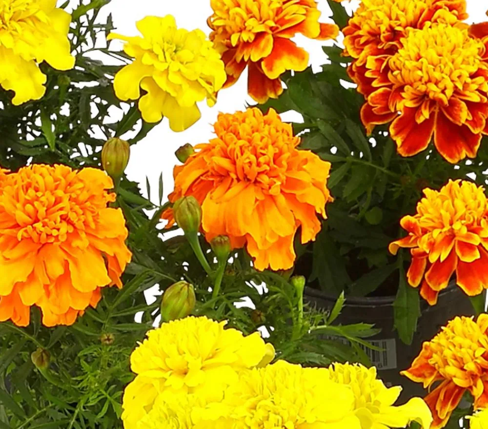 Dehner Sommerblumen > Studentenblume, verschiedene Farben