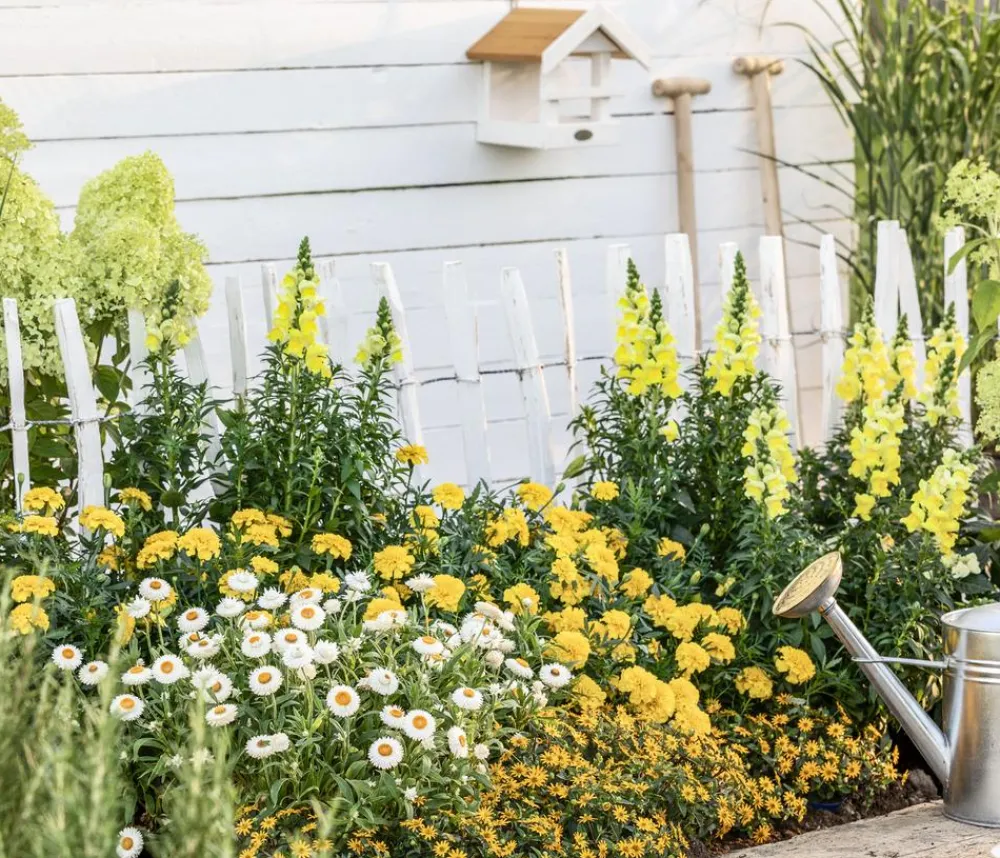Dehner Sommerblumen > Studentenblume, verschiedene Farben