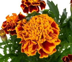 Dehner Sommerblumen > Studentenblume, verschiedene Farben