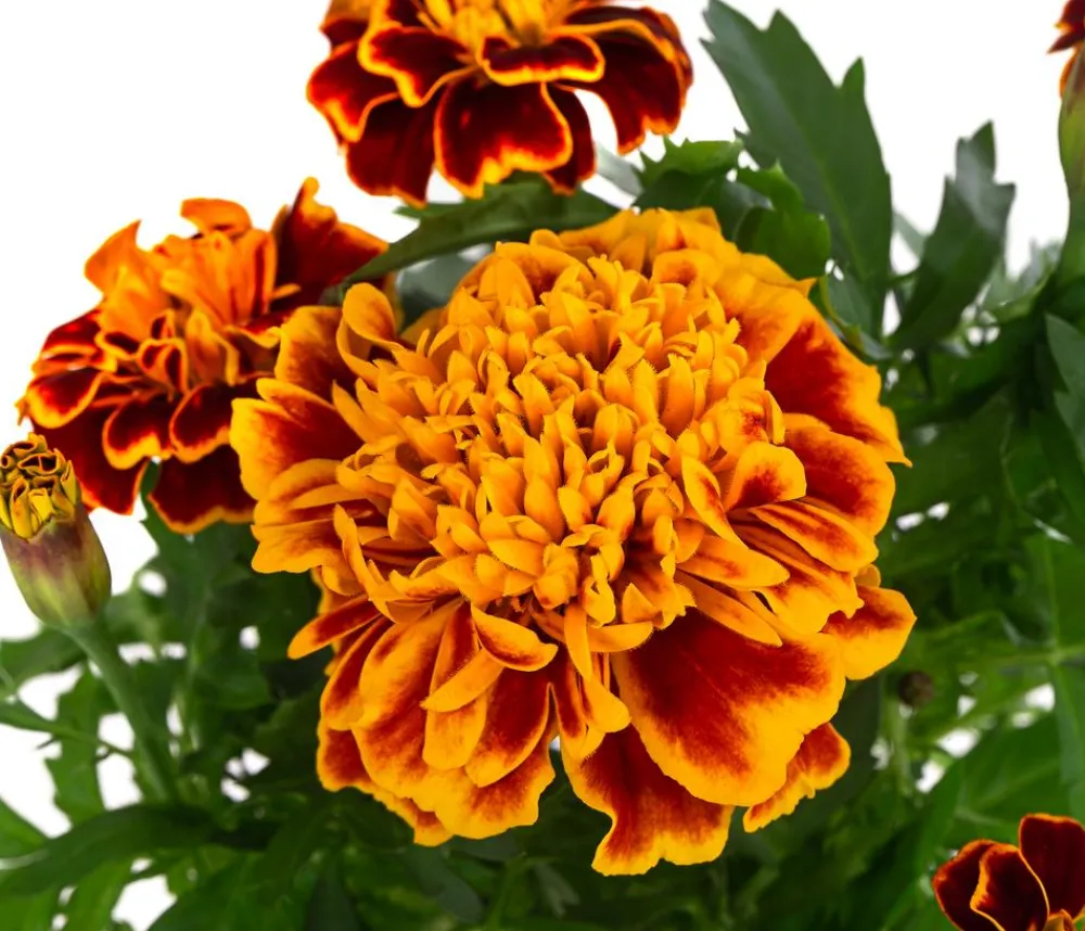 Dehner Sommerblumen > Studentenblume, verschiedene Farben