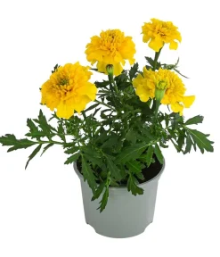 Dehner Sommerblumen > Studentenblume, verschiedene Farben