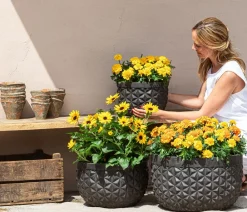 Dehner Sommerblumen > Studentenblume, verschiedene Farben