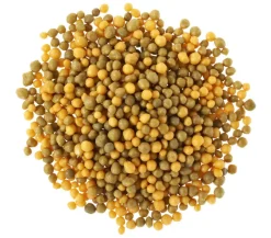 Substral® Langzeit Depotdünger Buchs & Hecken, 1,5 kg Best