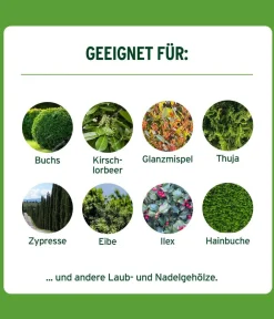Substral® Langzeit Depotdünger Buchs & Hecken, 1,5 kg Best