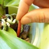 Substral® Blumendünger|Spezialdünger - Orchideen Dünger-Stäbchen, 10 Stk.