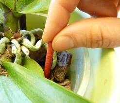 Substral® Blumendünger|Spezialdünger - Orchideen Dünger-Stäbchen, 10 Stk.