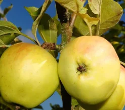 Dehner Obstbäume|Säulenobst & Zwergobst - Säulenapfel 'Goldcats' Gelb