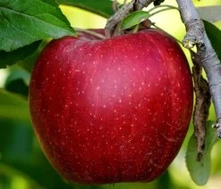 Dehner Obstbäume|Säulenobst & Zwergobst - Säulenapfel 'Redcats' Rot