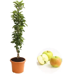 Dehner Säulenapfel 'Rhapsodie' Outlet
