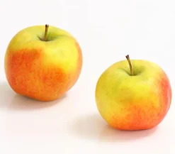 Dehner Obstbäume|Säulenobst & Zwergobst - Säulenapfel 'Rondo'