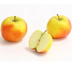 Dehner Säulenapfel 'Rondo' Discount