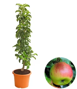 Dehner Säulenapfel 'Sonate' Online