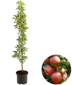Dehner Säulenapfel 'Starcats' Rot Clearance