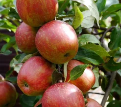 Dehner Säulenapfel 'Starcats' Rot Clearance