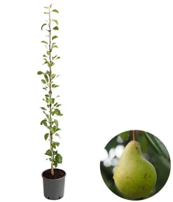 Dehner Obstbäume|Säulenobst & Zwergobst - Säulenbirne 'Obelisk' Gelb