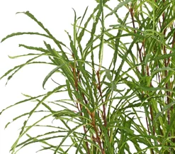 Dehner Laubgehölze - Säulen-Faulbaum - Farnblättriges Pulverholz 'Fine Line'® Grün