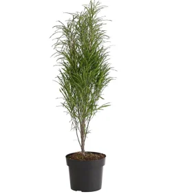 Dehner Laubgehölze - Säulen-Faulbaum - Farnblättriges Pulverholz 'Fine Line'® Grün