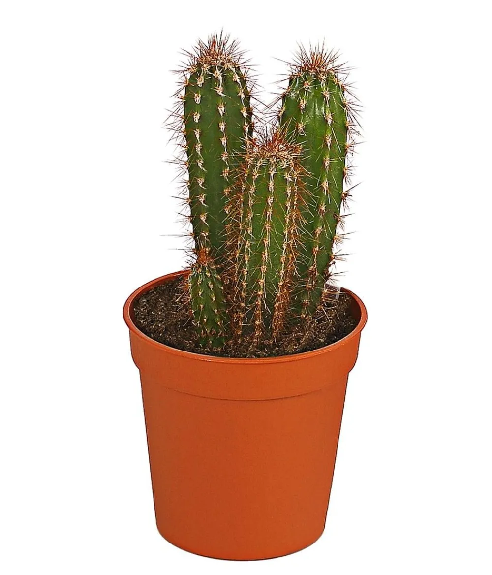 Dehner Säulenkaktus - Cereus peruvianus, verschiedene Sorten Online