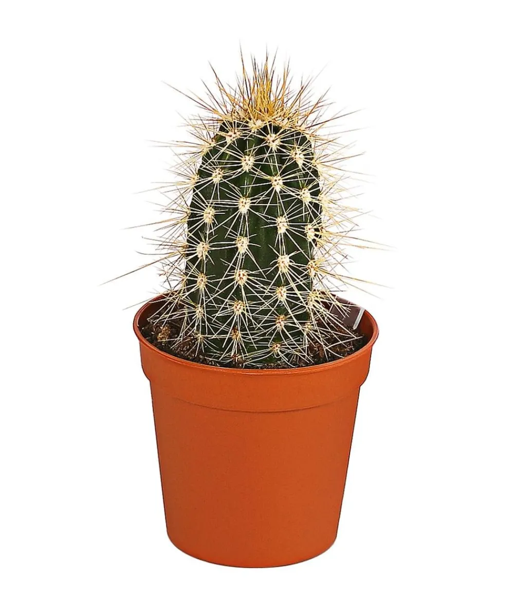 Dehner Säulenkaktus - Cereus peruvianus, verschiedene Sorten Online