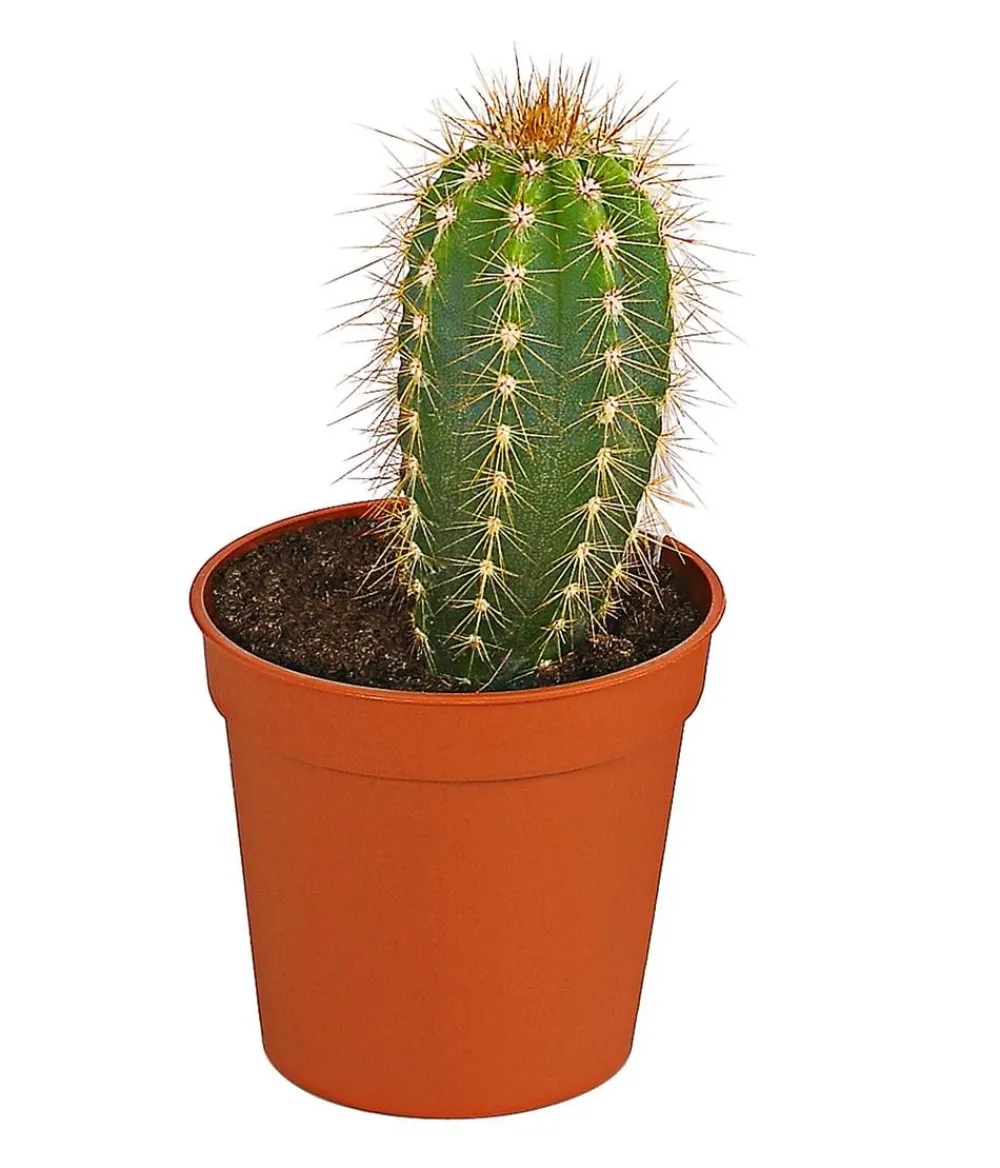 Dehner Säulenkaktus - Cereus peruvianus, verschiedene Sorten Online