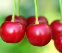 Dehner Obstbäume|Säulenobst & Zwergobst - Säulenkirsche 'Victoria'